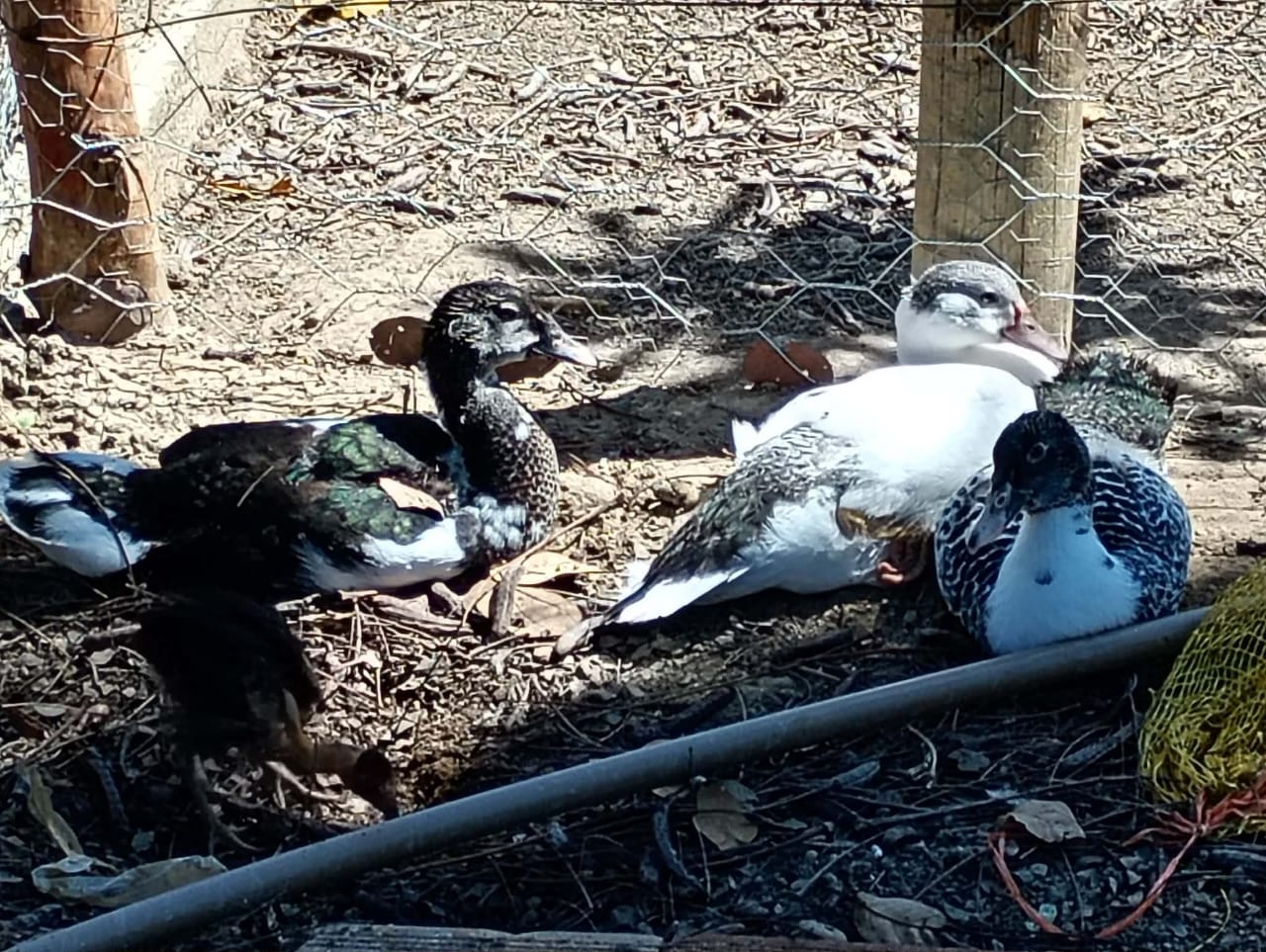 Patos Descansando
