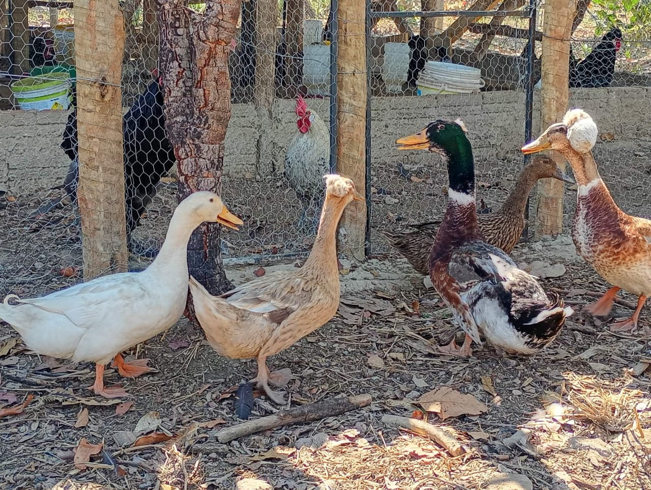 Marrecos e Patos de Topete