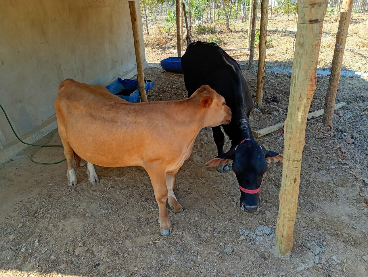 Mini Vacas no Curral