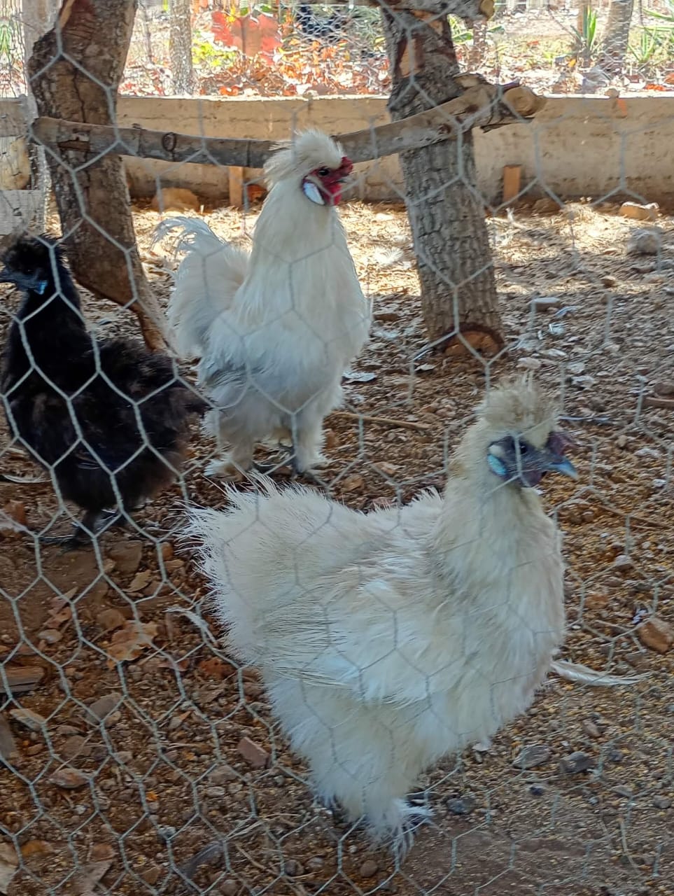 Galinhas Sedosas do Japão (Silkies)