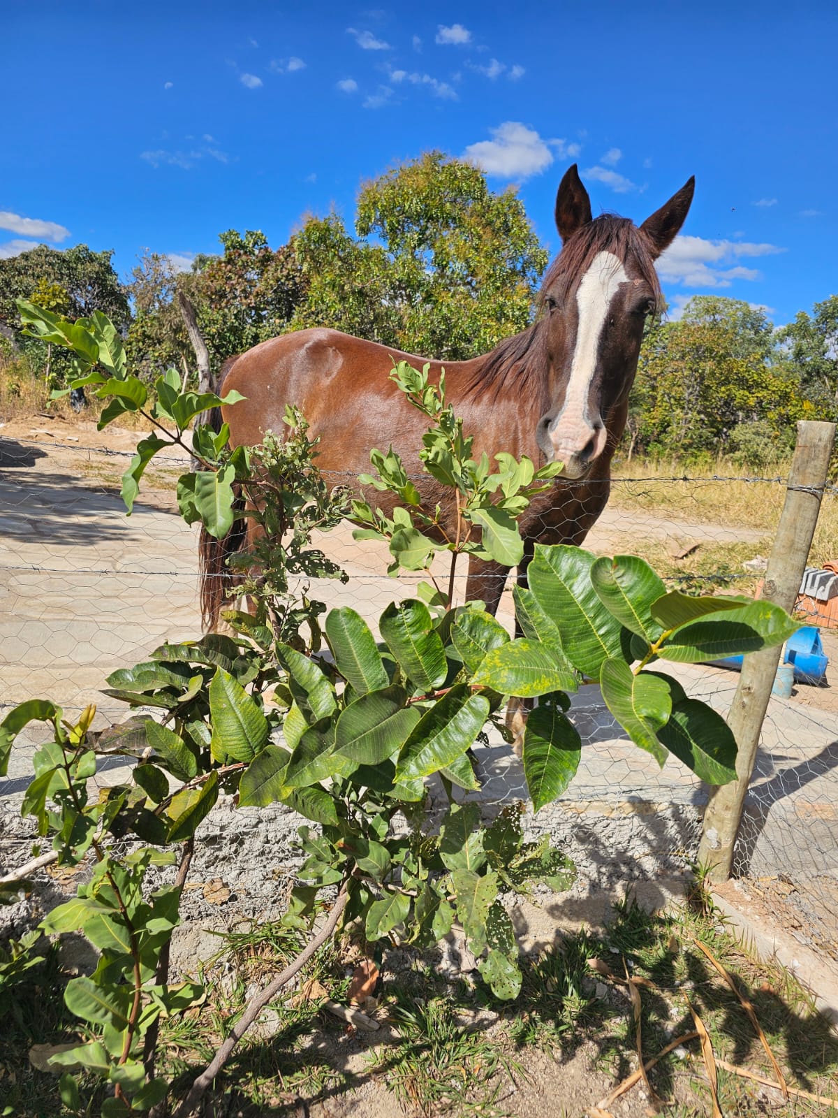 Cavalo Manso no Cercado