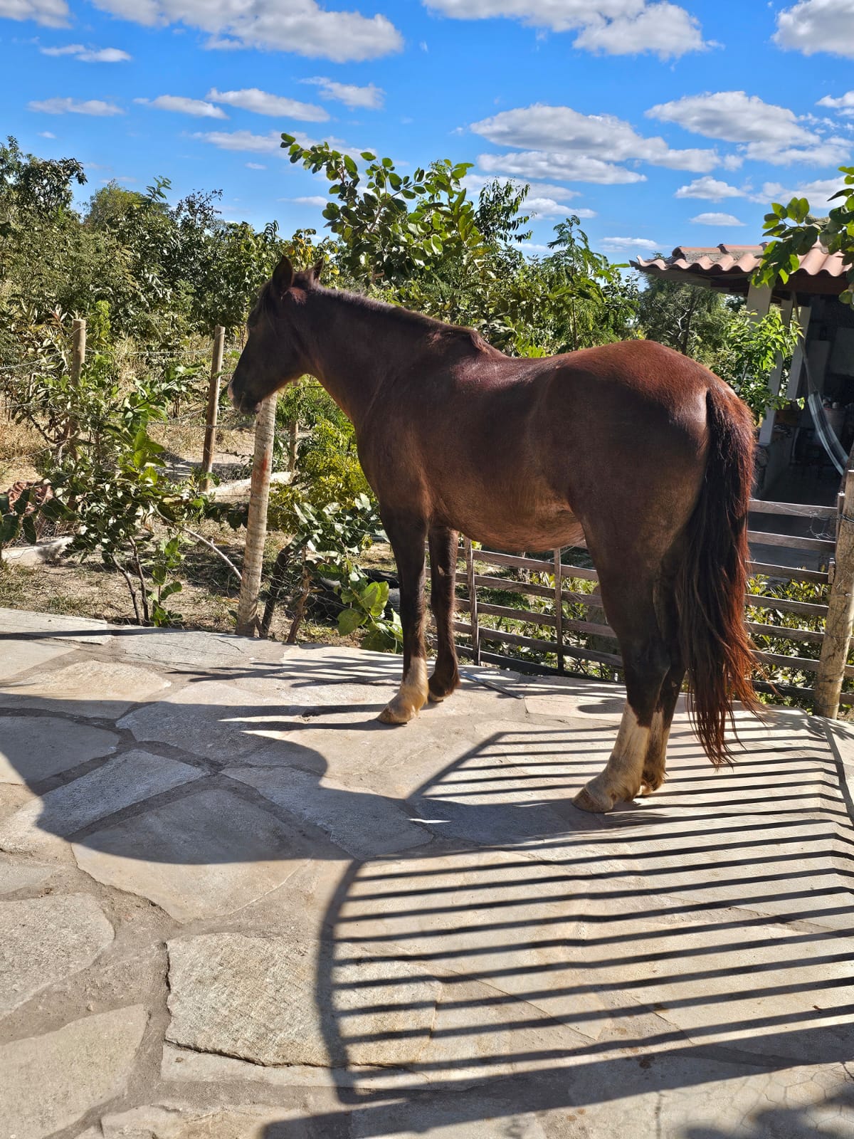 Cavalo junto à Varanda