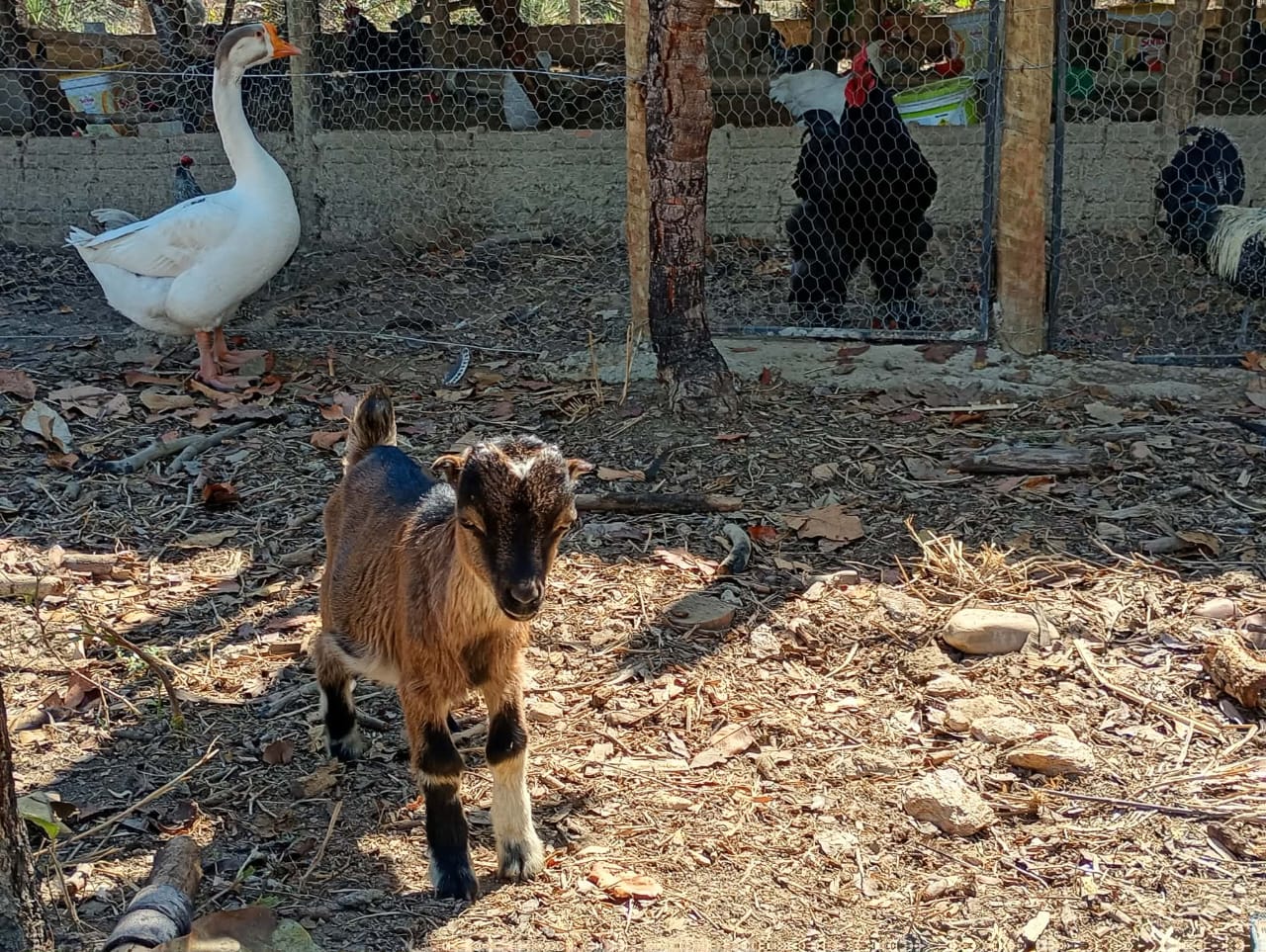 Cabritinhos & Vida na Fazenda