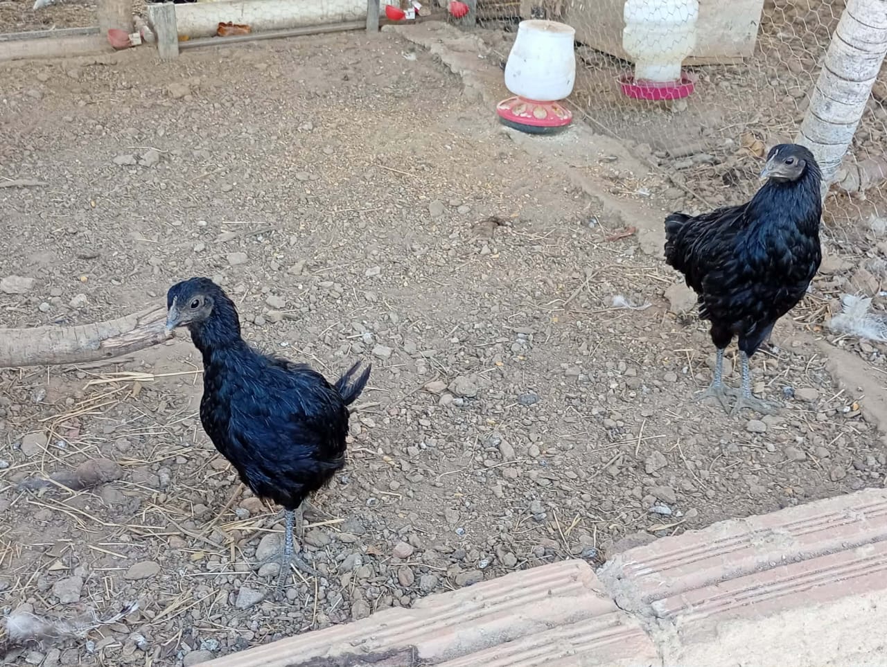 Galinhas Pretas Ornamentais (Ayam Cemani)