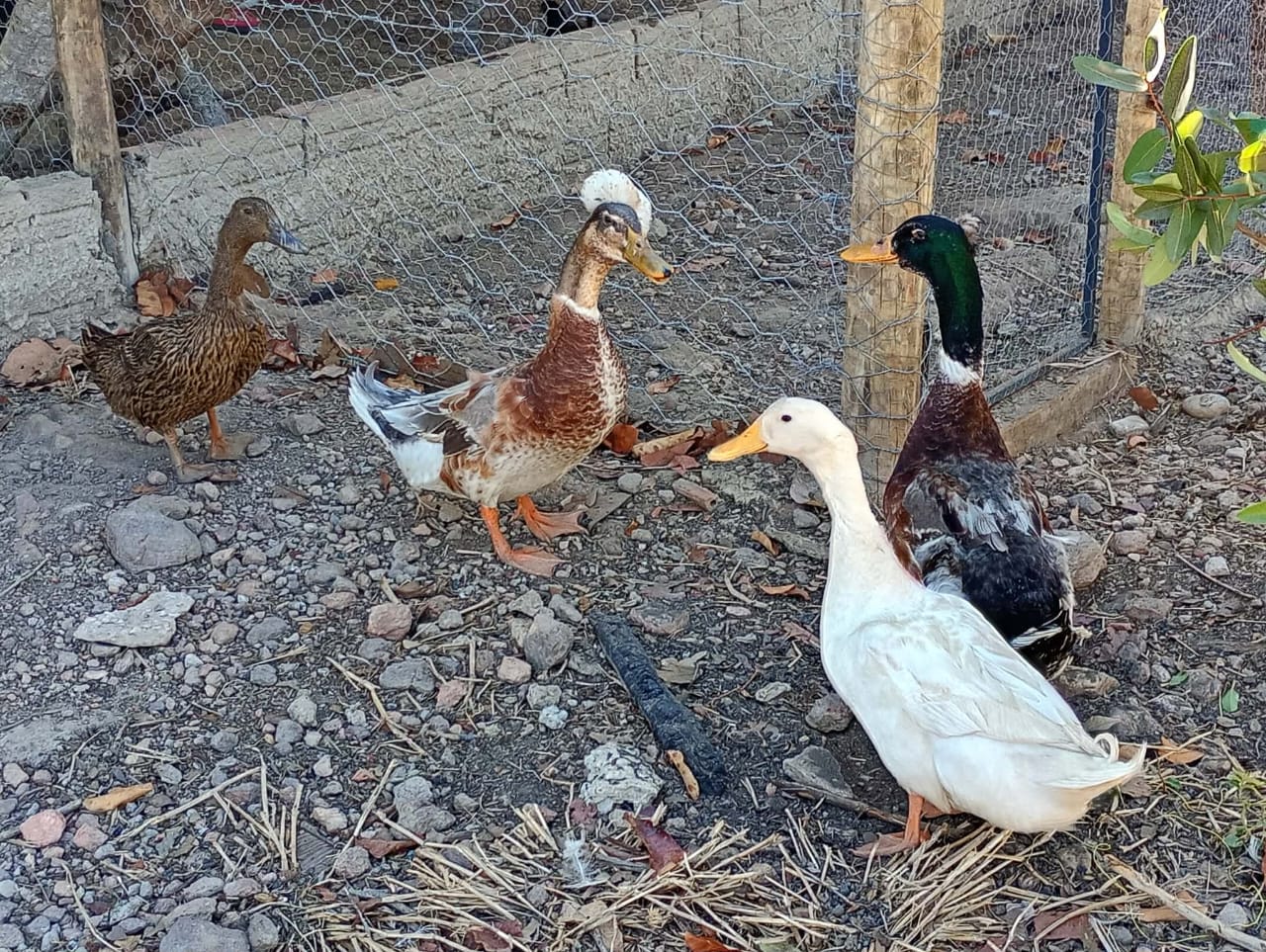 Variedade de Patos Ornamentais