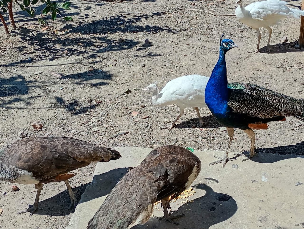 Pavões Reais & Aves Ornamentais