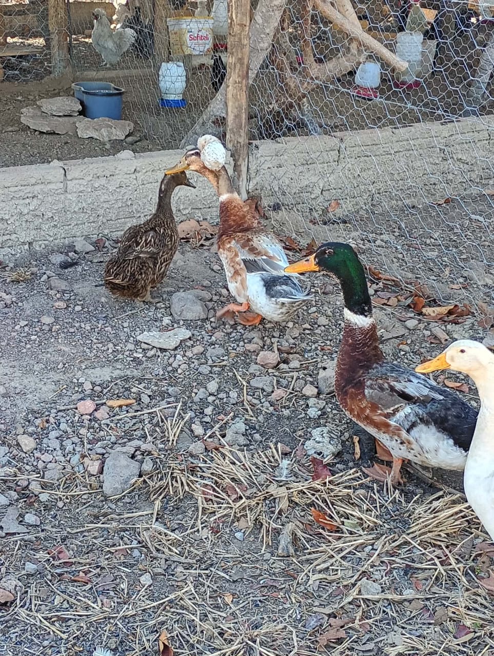 Patos de Raça em Destaque