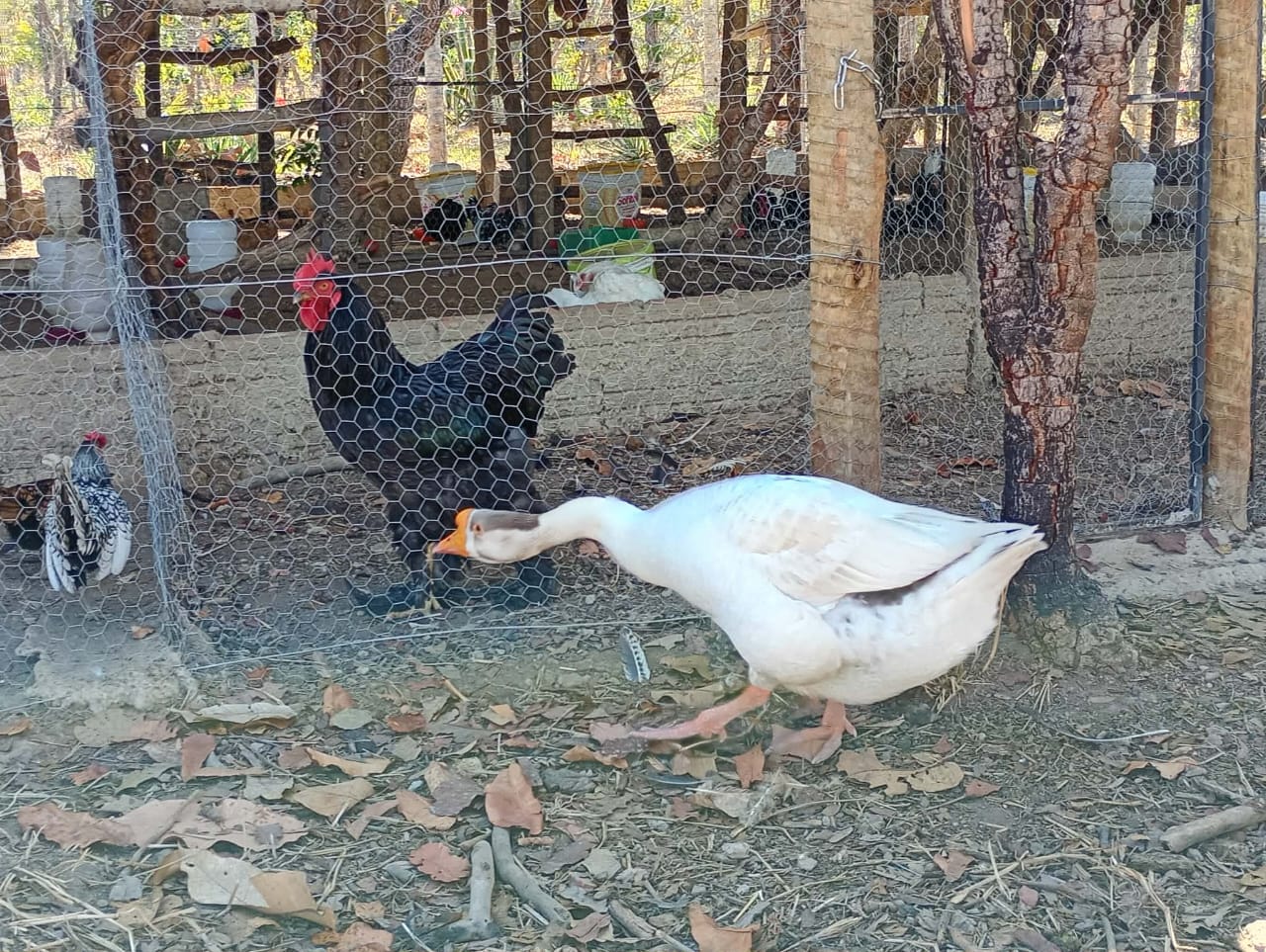Ganso Branco e Galo Gigante